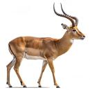  Antelope for which will be provided ingredient breakdown