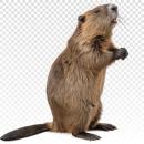 Beaver for which will be provided ingredient breakdown