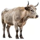  Beefalo for which will be provided ingredient breakdown