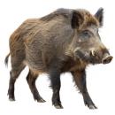  Boar for which will be provided ingredient breakdown