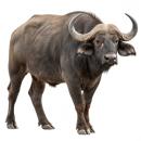 Buffalo for which will be provided ingredient breakdown