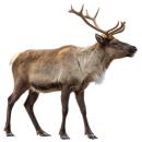  Caribou for which will be provided ingredient breakdown