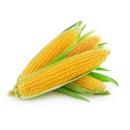 Corn | Yellow Sweet Corn