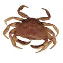  Crustaceans | Crab (Dungeness Crab) for which will be provided ingredient breakdown