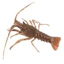  Crustaceans | Lobster (Spiny Lobster) for which will be provided ingredient breakdown