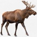  Elk for which will be provided ingredient breakdown