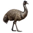 Emu