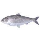  Fish | American shad for which will be provided ingredient breakdown