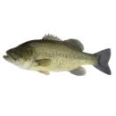 Fish | (bass) bass freshwater