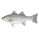 Fish | (bass) bass striped