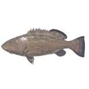 Fish | (bass) Grouper