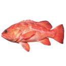 Fish | (bass) Pacific Rockfish