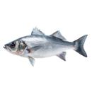 Fish | (bass) sea bass