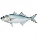 Fish | Bluefish