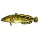 Fish | Burbot