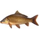  Fish | Carp for which will be provided ingredient breakdown