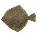  Fish | Flatfish for which will be provided ingredient breakdown