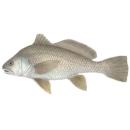  Fish | Freshwater Drum for which will be provided ingredient breakdown