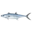 Fish | Mackerel (King)