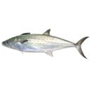 Fish | Mackerel (Spanish)