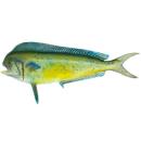 Fish | Mahi-Mahi