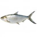 Fish | Milkfish