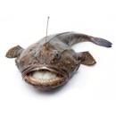 Fish | Monkfish