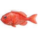 Fish | Orange roughy