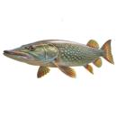 Fish | Pike (Northern)