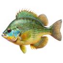 Fish | Pumpkinseed Sunfish