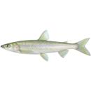 Fish | Rainbow smelt