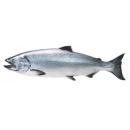 Fish | Salmon (Chinook)