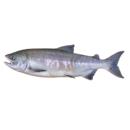  Fish | Salmon (Chum) for which will be provided ingredient breakdown