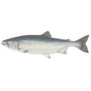  Fish | Salmon (Pink Salmon) for which will be provided ingredient breakdown