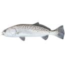  Fish | Seatrout for which will be provided ingredient breakdown