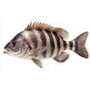  Fish | Sheepshead for which will be provided ingredient breakdown