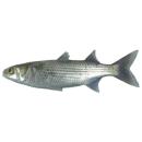  Fish | Striped mullet for which will be provided ingredient breakdown