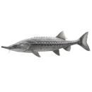  Fish | Sturgeon (mixed species) for which will be provided ingredient breakdown