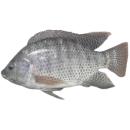  Fish | Tilapia for which will be provided ingredient breakdown