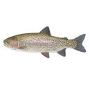  Fish | Trout for which will be provided ingredient breakdown