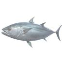 Fish | Tuna (Bluefin Tuna)