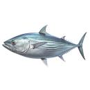 Fish | Tuna (Skipjack Tuna)