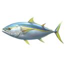  Fish | Tuna (Yellowfin Tuna) for which will be provided ingredient breakdown