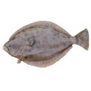  Fish | Turbot for which will be provided ingredient breakdown