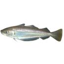 Fish | Whiting