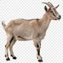  Goat for which will be provided ingredient breakdown
