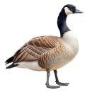  Goose | Canada Goose for which will be provided ingredient breakdown