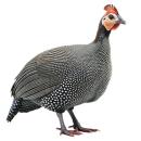 Guinea Hen