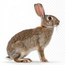  Rabbit | Wild Rabbit for which will be provided ingredient breakdown