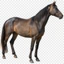  Horse for which will be provided ingredient breakdown